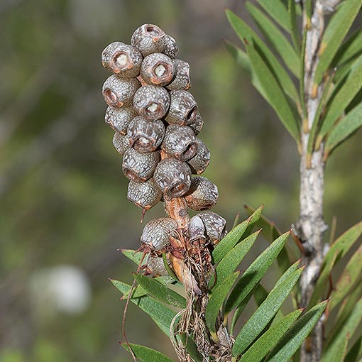 Callistemon pallidus, Yellow Bottlebrush, Tasmania, flora