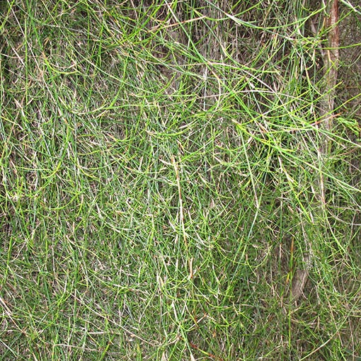 Calorophus elongatus, Long rope-rush, Tasmania