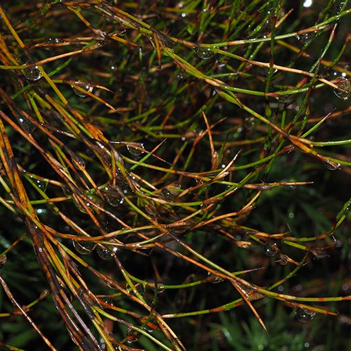 Calorophus elongatus About Tasmania