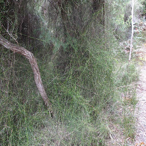 Calorophus elongatus, Long rope-rush, Tasmania