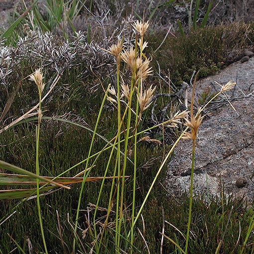 Carpha alpina, Tasmania