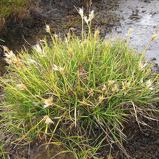 Carpha alpina, Tasmania