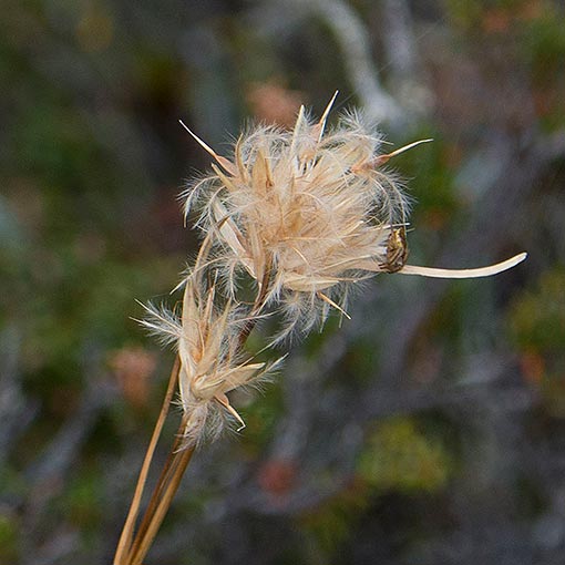 Carpha alpina, Tasmania
