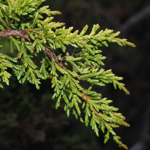 Diselma archeri, Cheshunt Pine, Dwarf Pine, Tasmania