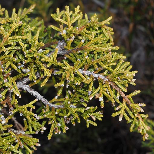Diselma archeri, Cheshunt Pine, Dwarf Pine, Tasmania