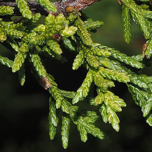 Diselma archeri, Cheshunt Pine, Dwarf Pine, Tasmania
