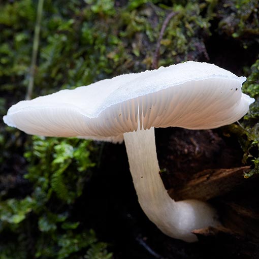 Entoloma cretaceum, fungi, Tasmania