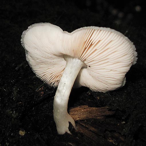 Entoloma cretaceum, fungi, Tasmania