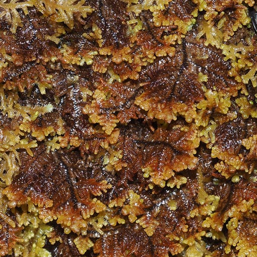 Gackstroemia weindorferi, liverwort, Tasmania