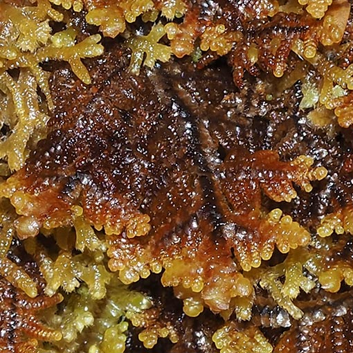 Gackstroemia weindorferi, liverwort, Tasmania