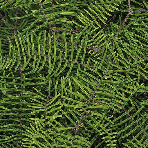 Gleichenia dicarpa, pouched coral fern, Tasmania