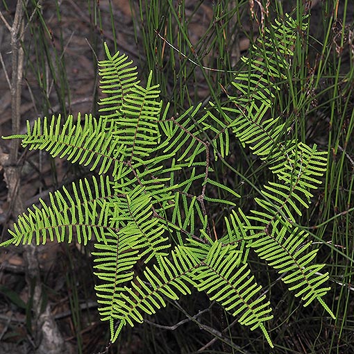 Gleichenia dicarpa, pouched coral fern, Tasmania