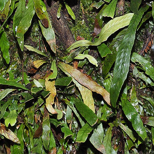 Grammitis billardieri, finger fern, Tasmania