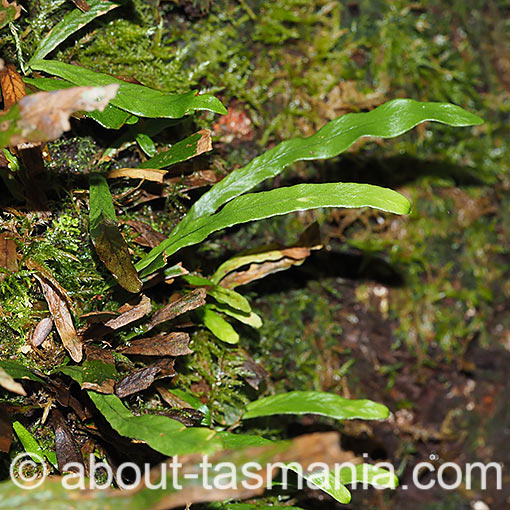 Grammitis billardieri, finger fern, Tasmania