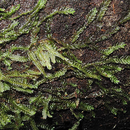 Heteroscyphus fissistipus, Tasmania