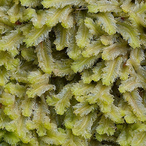 Heteroscyphus sinuosus, Tasmania