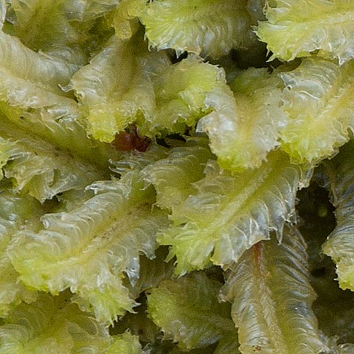 Heteroscyphus sinuosus, Tasmania