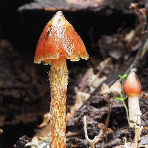 Hygrocybe astatogala, Tasmania, fungi