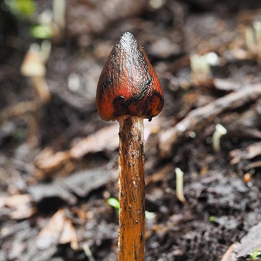 Hygrocybe astatogala, fungi, Tasmania