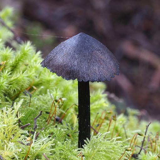 Hygrocybe astatogala, fungi, Tasmania