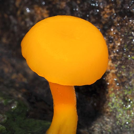 Hygrocybe schistophila, Tasmania, fungi
