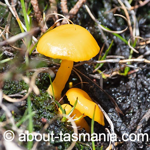 Hygrocybe schistophila, Tasmania, fungi