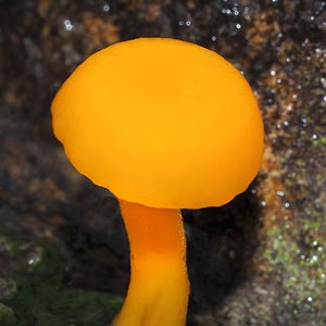 Hygrocybe schistophila