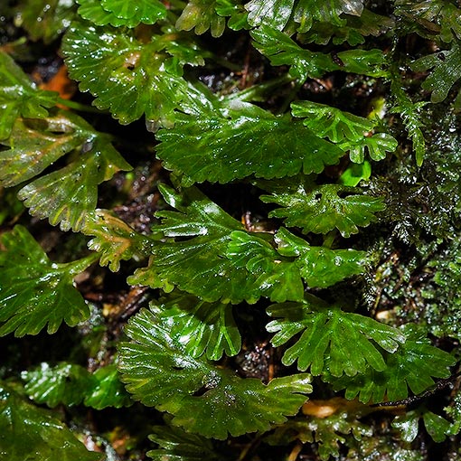 Hymenophyton flabellatum, liverwort, Tasmania