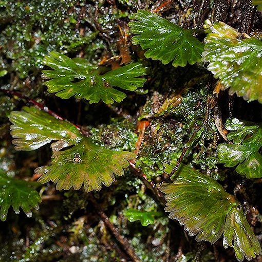Hymenophyton flabellatum, liverwort, Tasmania
