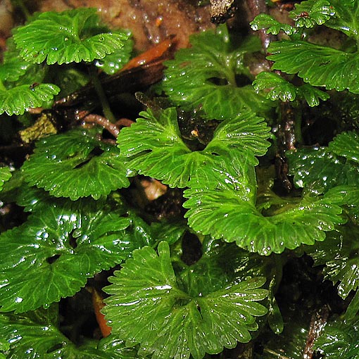 Hymenophyton flabellatum, liverwort, Tasmania