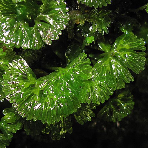 Hymenophyton flabellatum, liverwort, Tasmania