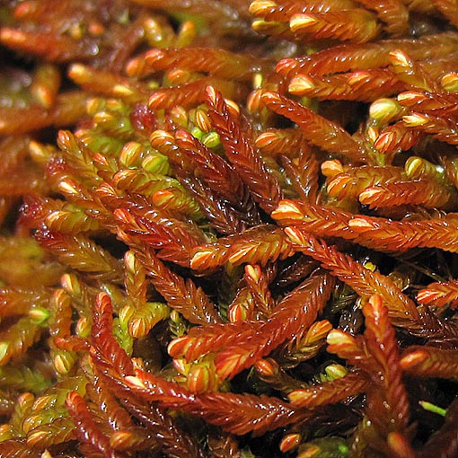 Jamesoniella colorata, Tasmania