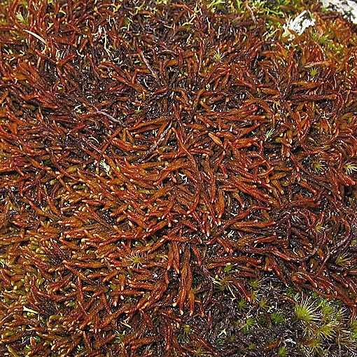 Jamesoniella colorata, Tasmania