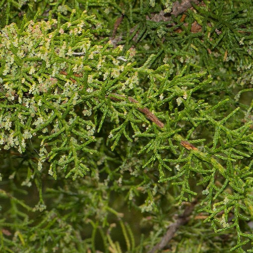 Lagarostrobos franklinii, Huon Pine, Tasmania