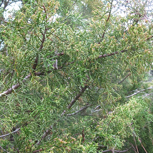 Lagarostrobos franklinii, Huon Pine, Tasmania
