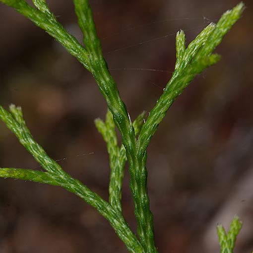 Lagarostrobos franklinii, Huon Pine, Tasmania