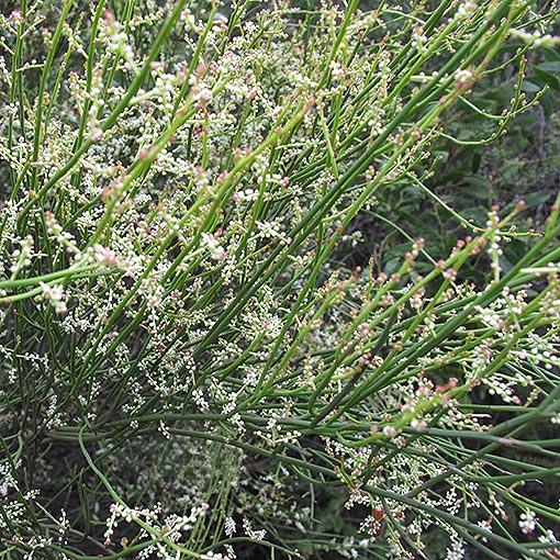 Leptomeria drupacea, Erect Currantbush, Tasmania