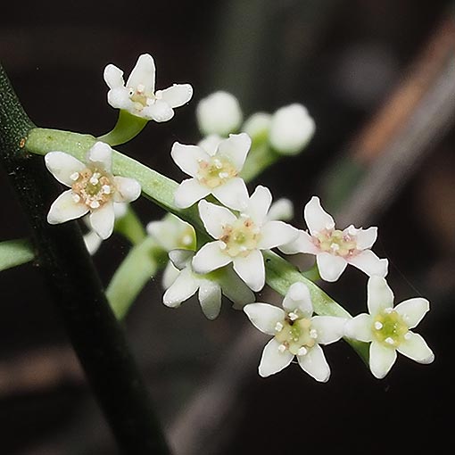 Leptomeria drupacea, Erect Currantbush, Tasmania