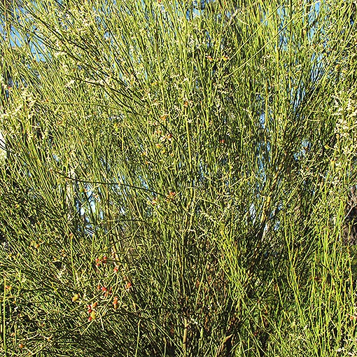 Leptomeria drupacea, Erect Currantbush, Tasmania