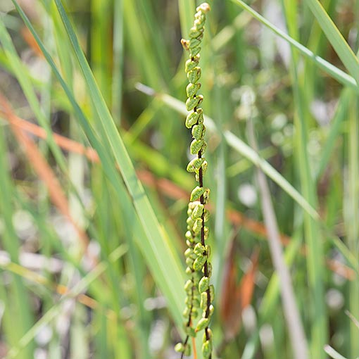 Lindsaea linearis, Tasmania