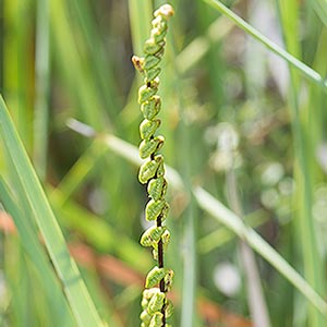 Lindsaea linearis