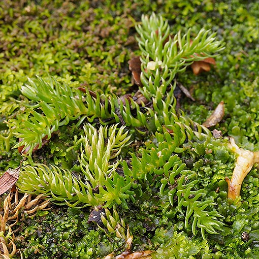Lycopodiella lateralis, slender clubmoss, Tasmania