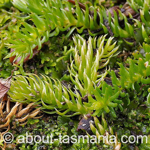 Lycopodiella lateralis, slender clubmoss, Tasmania