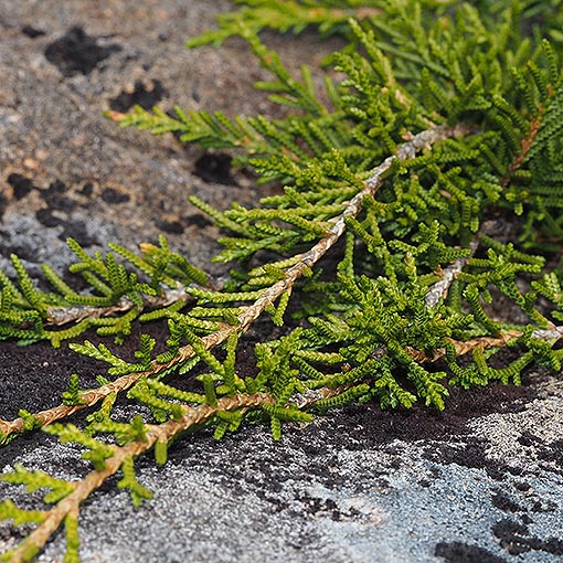 Microcachrys-tetragona Microcachrys tetragona, Creeping Pine, Strawberry Pine, Tasmania