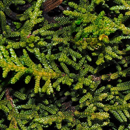 Microcachrys-tetragona2 Microcachrys tetragona, Creeping Pine, Strawberry Pine, Tasmania
