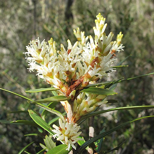 Orites-diversifolius Orites diversifolius, Variable orites, Tasmania, flora