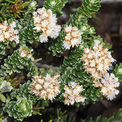 Ozothamnus rodwayi, Alpine Everlastingbush, Tasmania