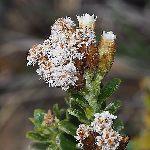 Ozothamnus rodwayi, Alpine Everlastingbush, Tasmania