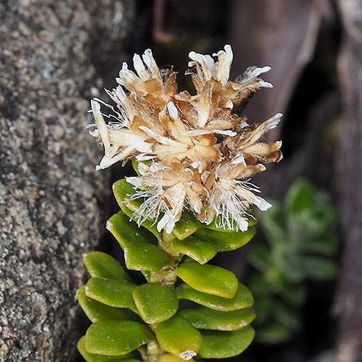 Ozothamnus rodwayi, Alpine Everlastingbush, Tasmania