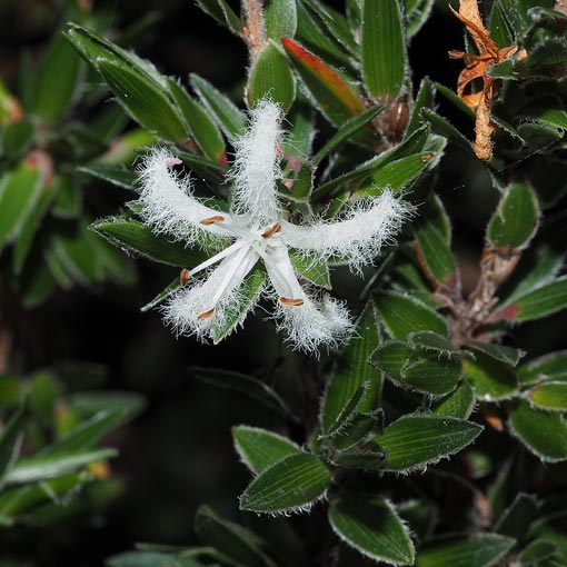 Pentachondra involucrata, Forest Frilly Heath, Tasmania